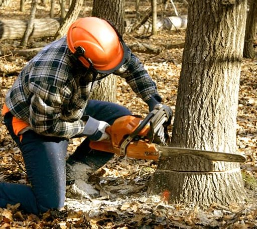Tree Removal in Institute, WV